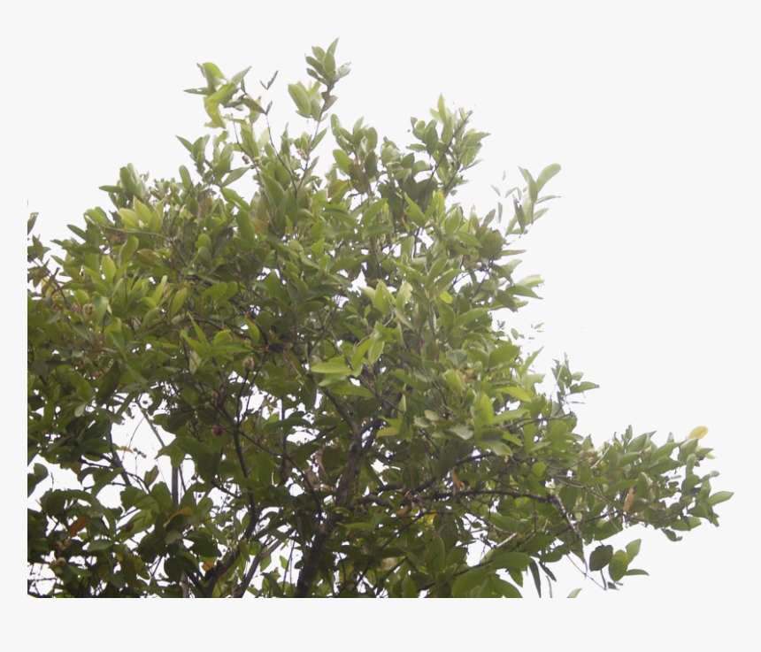 The Rose Apple Tree By Blur Stock , Png Download, Transparent Png, Free Download