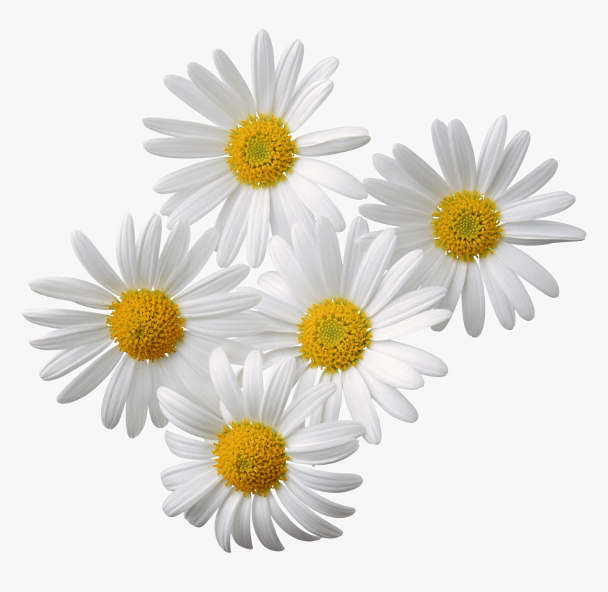 Flowers Daisy White Yellow - Chamomile Png, Transparent Png, Free Download