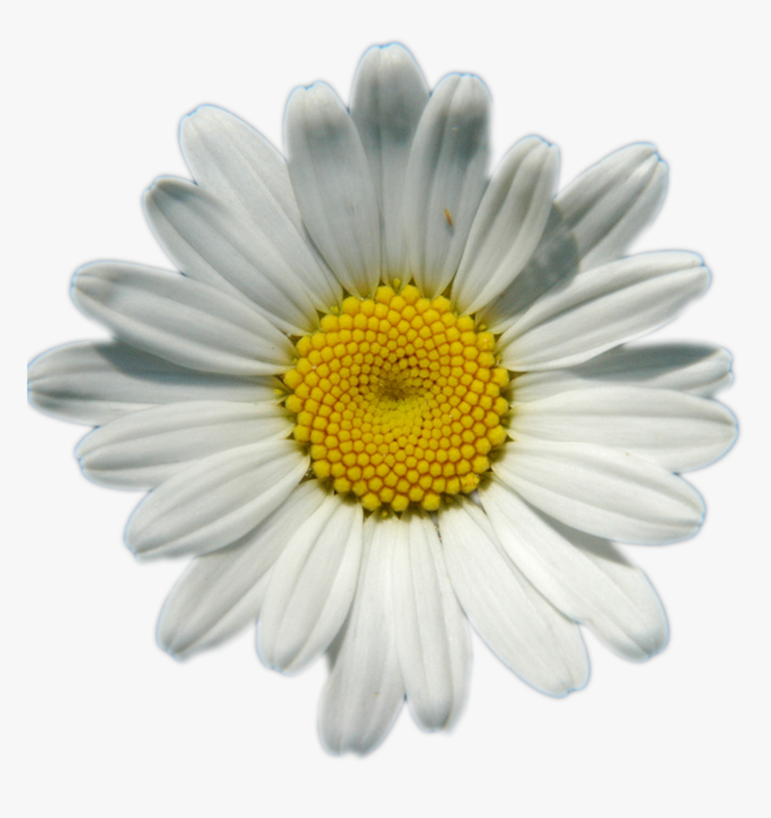 Daisy Flower Png - Transparent Background Daisy Png, Png Download, Free Download