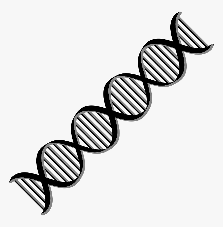 Dna Png Free Download - Transparent Dna Clipart, Png Download, Free Download