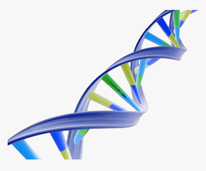 Dna Double Helix Png - Double Helix Dna Png, Transparent Png, Free Download