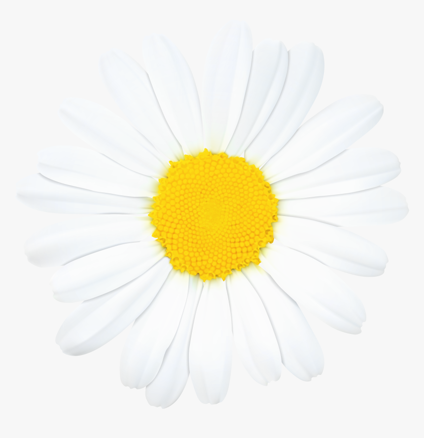 Oxeye Daisy, HD Png Download, Free Download