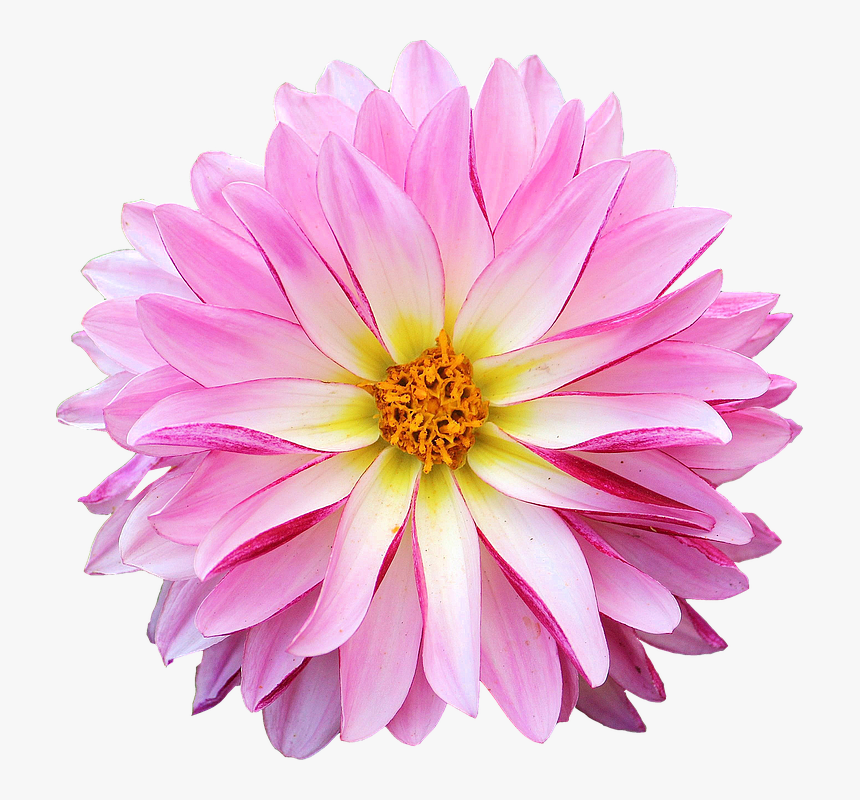 Dahlia Flowers Png, Transparent Png, Free Download