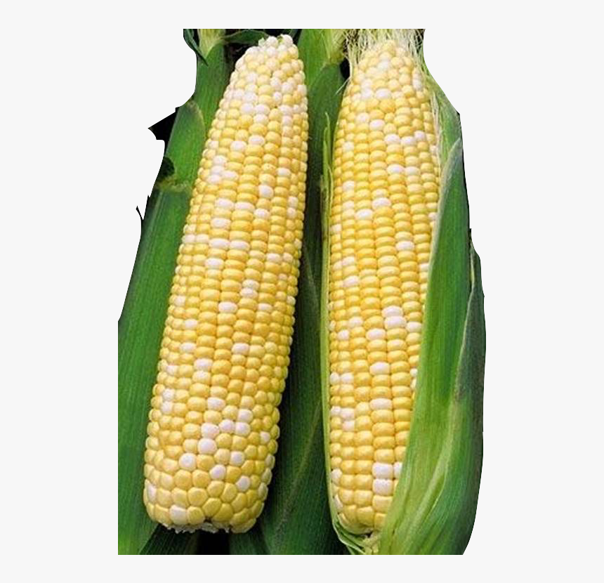 Transparent Corn, HD Png Download, Free Download