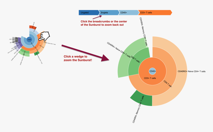 Sunburst Zoomable With Breadcrumb, HD Png Download, Free Download