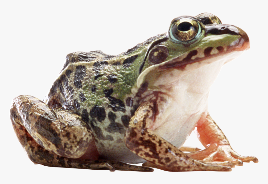 Transparent Frog Png - American Bullfrog Png, Png Download, Free Download