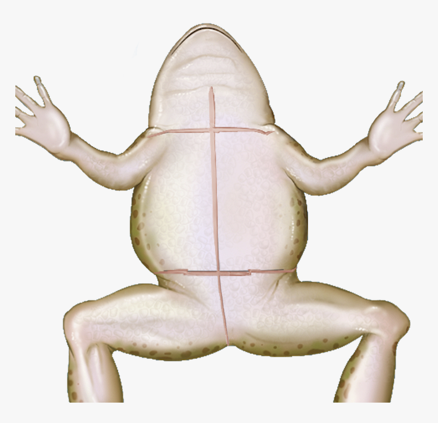 Transparent Frog Png - True Frog, Png Download, Free Download