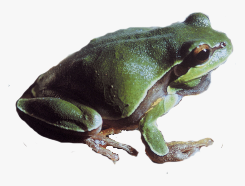 Pine Barrens Tree Frog Png - Pacific Tree Frog Png, Transparent Png, Free Download