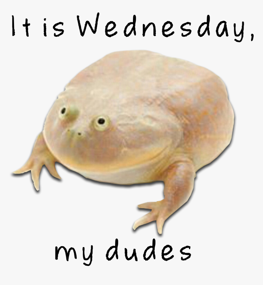 Wednesday Frog Png - Wednesday My Dudes Png, Transparent Png, Free Download