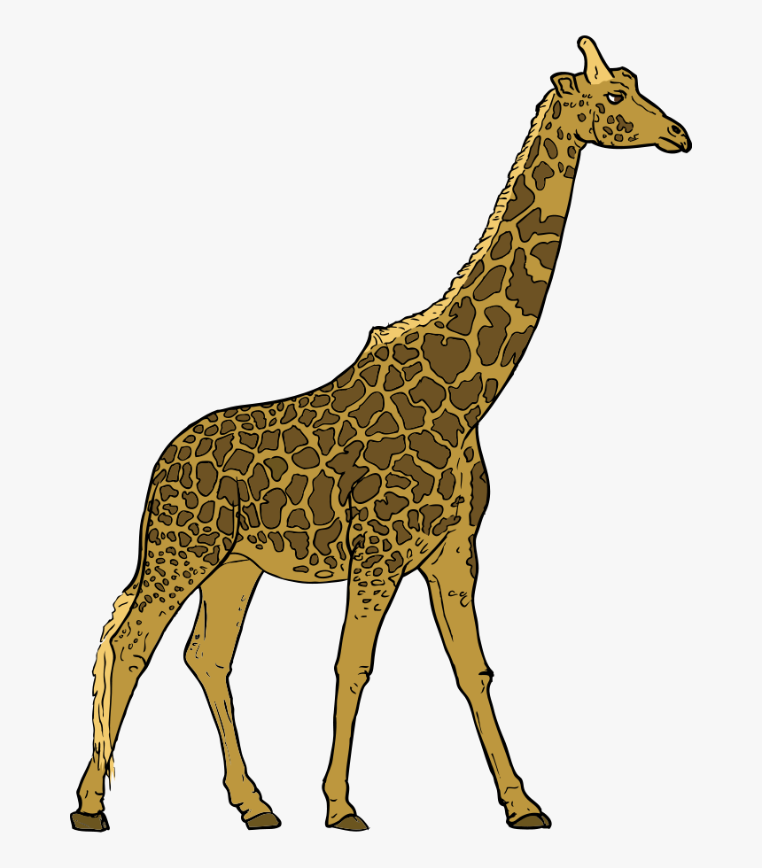 Giraffe - Giraffe Clipart Transparent Background, HD Png Download, Free Download