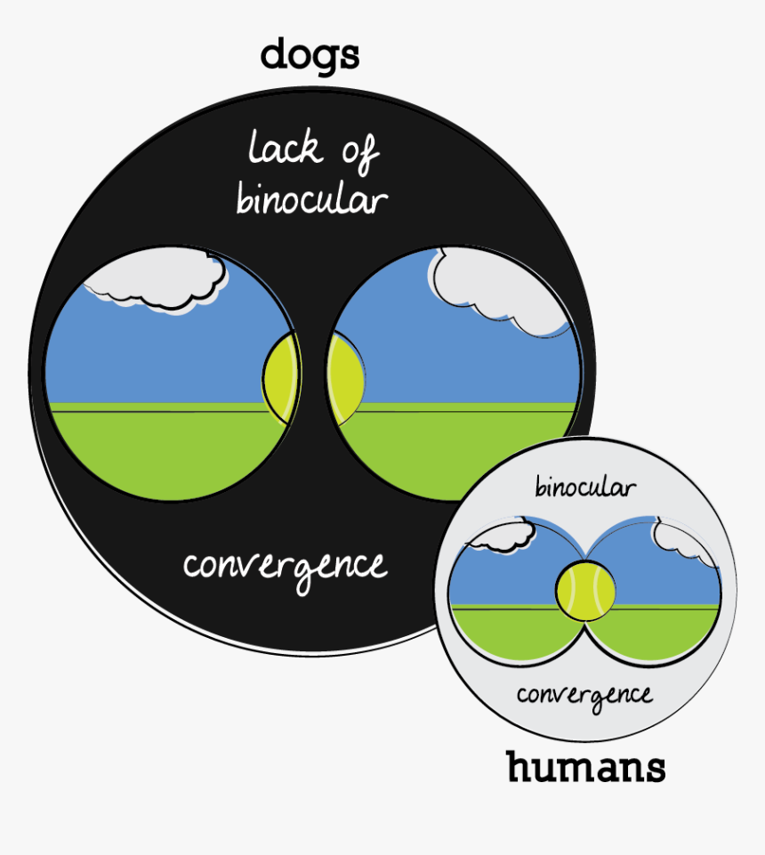 Dogs Lack Binocular Convergence , Humans Have Binocular - Circle, HD Png Download, Free Download