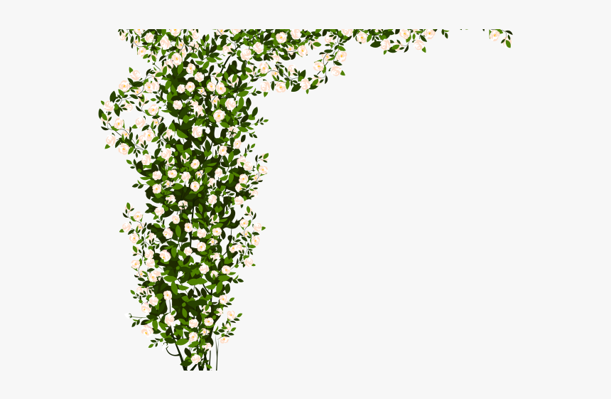 Shrub, Bushes Png Transparent Images - White Rose Bush Png, Png Download, Free Download