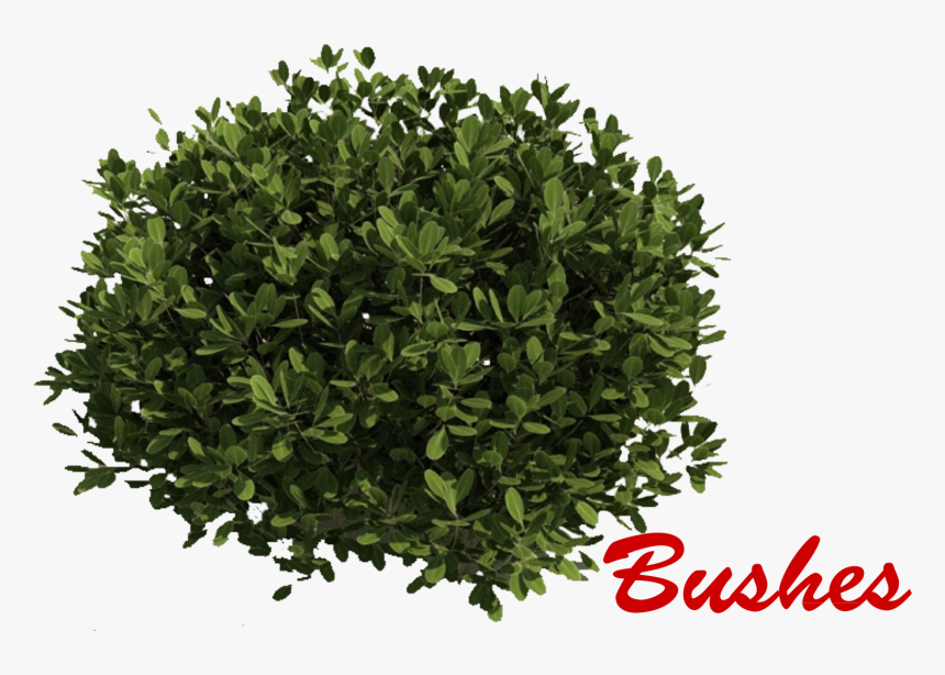 Bushes Png Picture - Sebastian Tan Broadway Beng, Transparent Png, Free Download