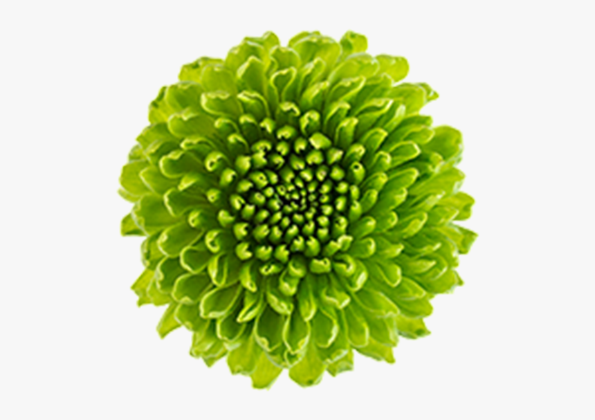 Click To Enlarge Image Green Button Country2 - Artificial Flower, HD Png Download, Free Download