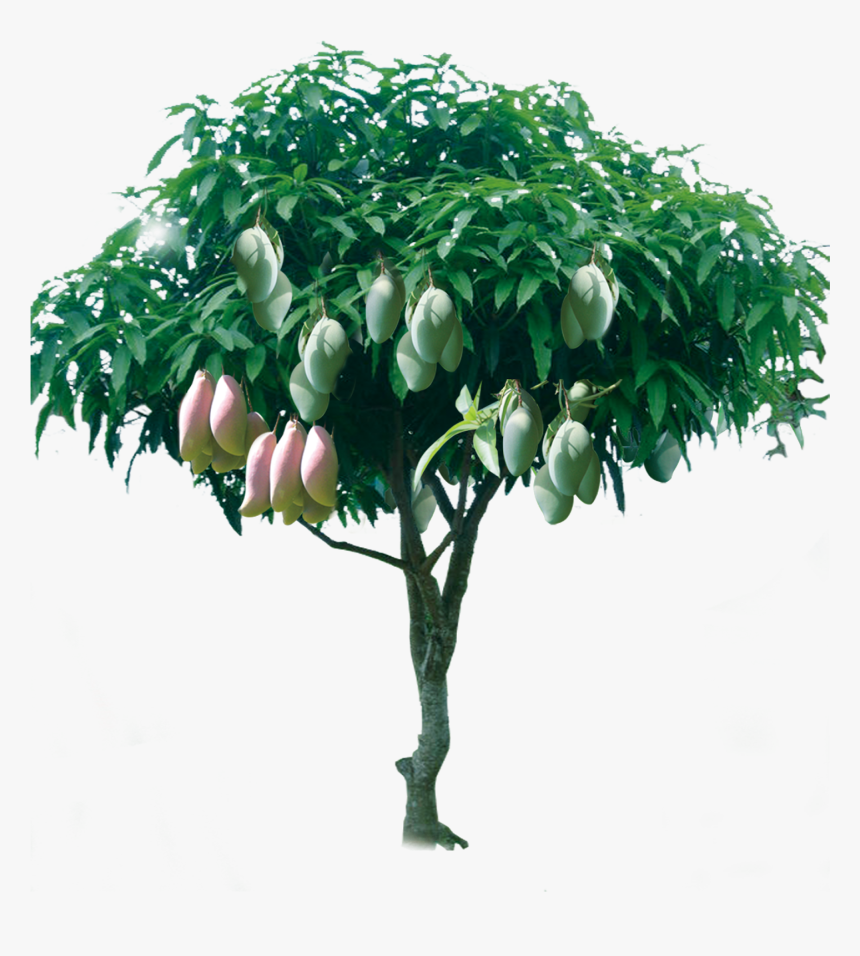 Png Format Mango Tree Png, Transparent Png, Free Download