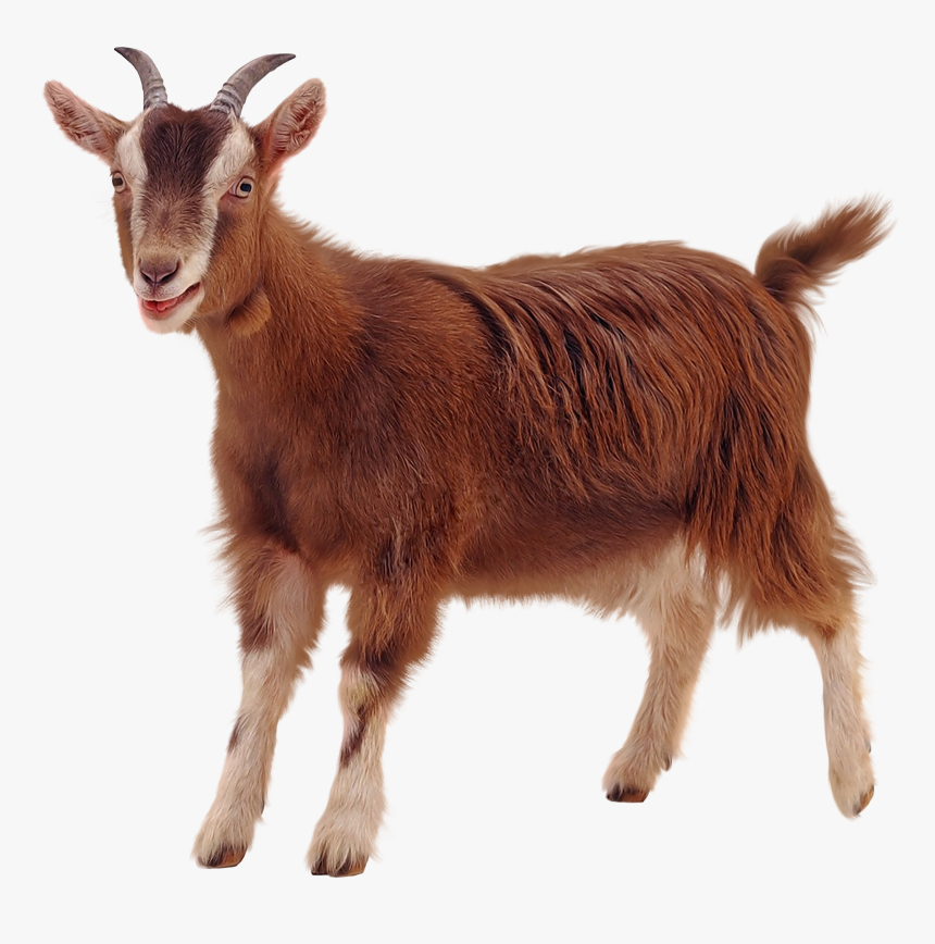 Golden Guernsey Sheep Clip Art - Goat Transparent Background, HD Png ...