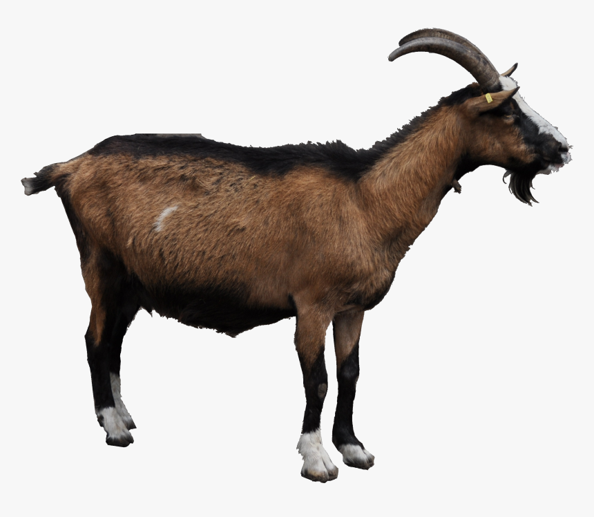 Download Goat Png File - Goat Png, Transparent Png, Free Download