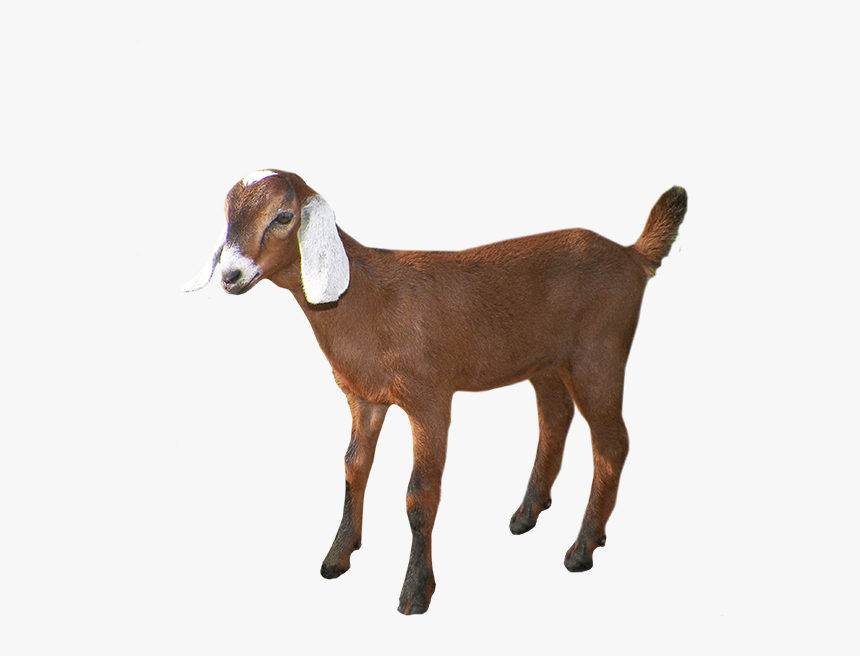 Goat Cattle Agriculture Livestock Price - Portable Network Graphics, HD Png Download, Free Download