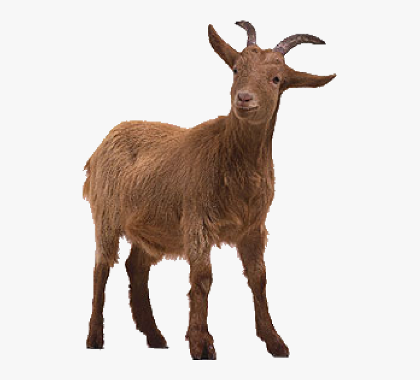 Transparent Goats Png - Goat Png, Png Download - kindpng