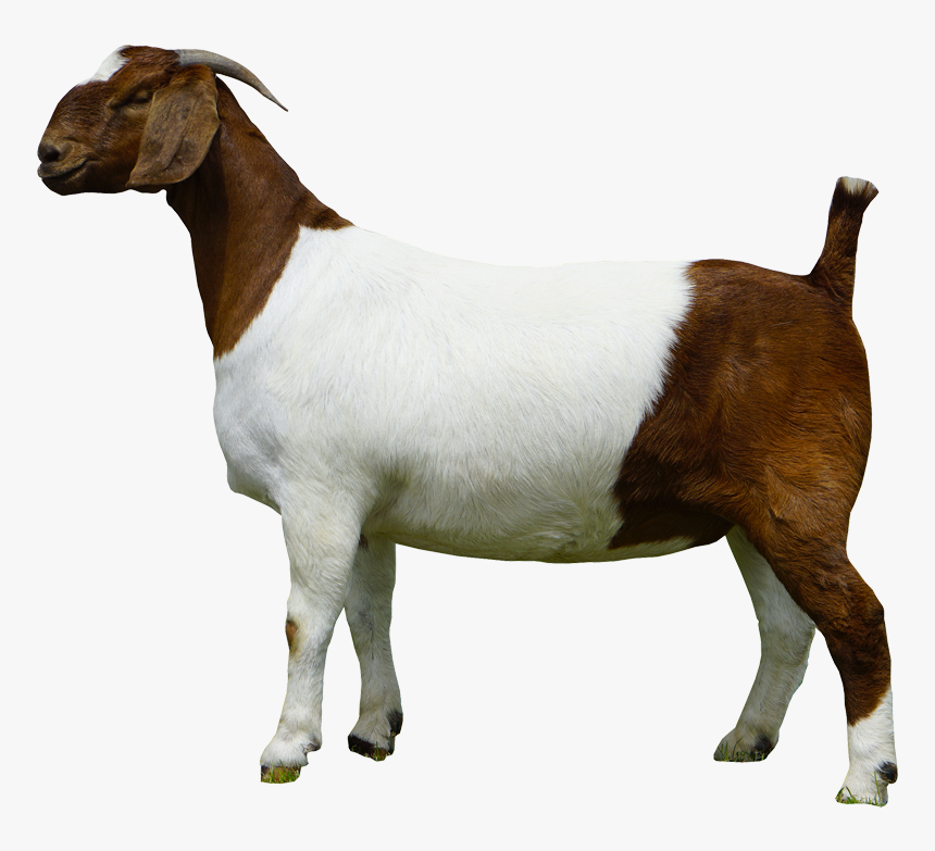 Boer Goat Goat Png, Transparent Png - kindpng