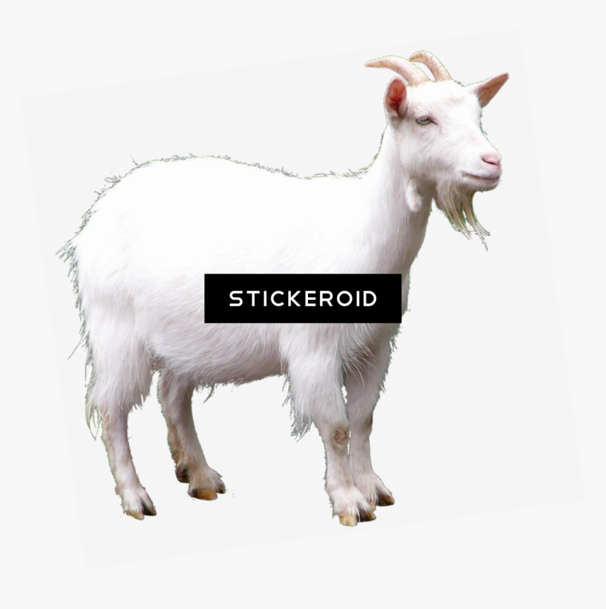 Transparent Goats Png - Goat, Png Download, Free Download