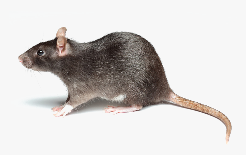 Rat Transparent Image - Rat Png, Png Download, Free Download