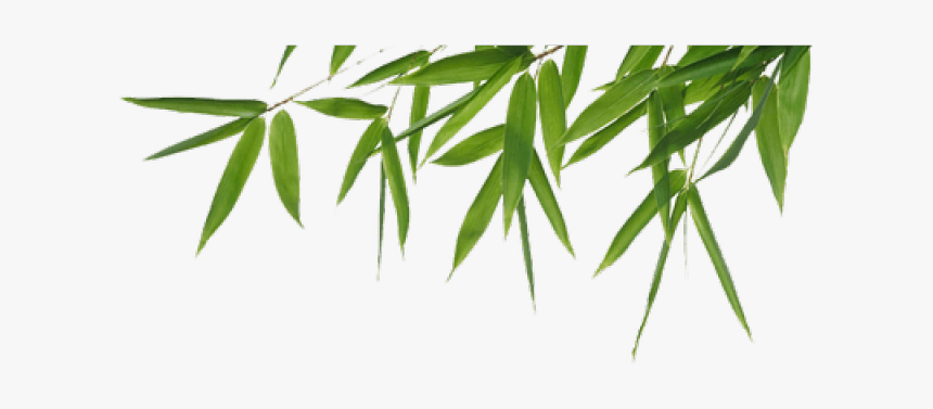 Bamboo Png Transparent Images - High Resolution Bamboo Leaves, Png Download, Free Download