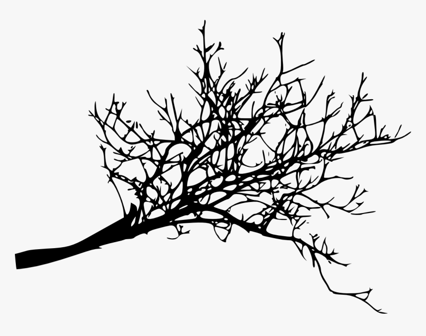 Branch Tree Twig Woody Plant - Tree Branch Png Free, Transparent Png, Free Download