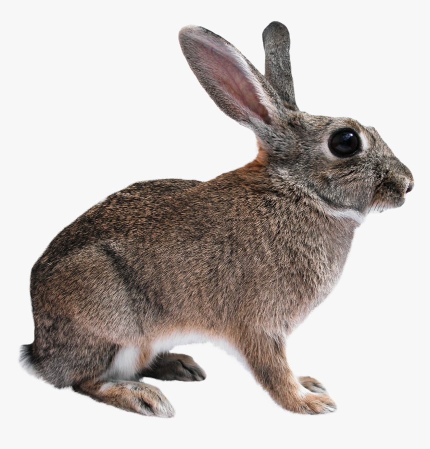 Rabbit Png Image - Animal Images Png, Transparent Png, Free Download