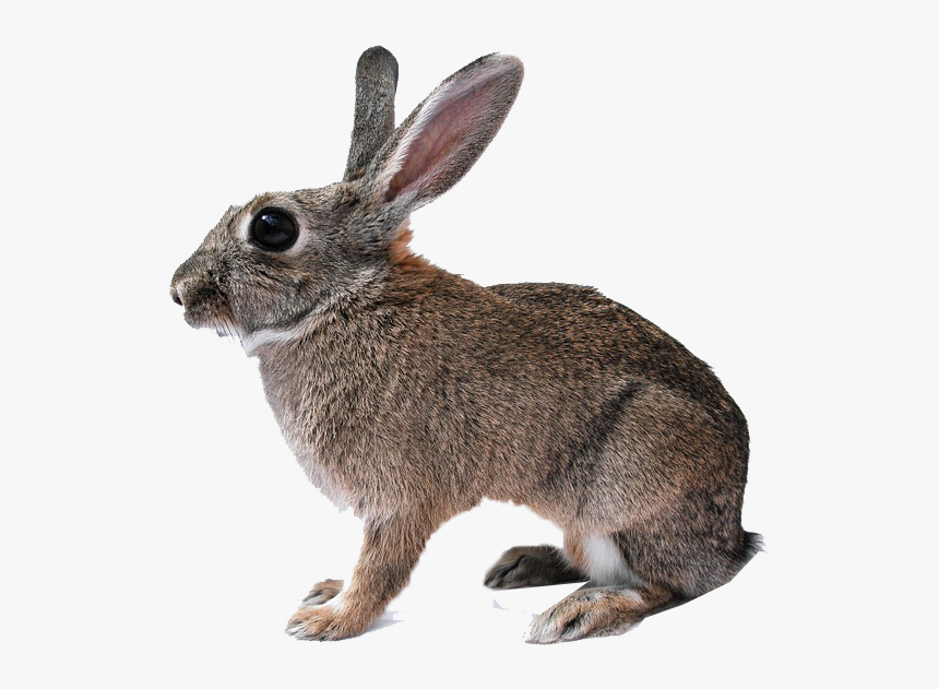 Rabbit Png Free Download - Rabbit White Background Free, Transparent Png, Free Download