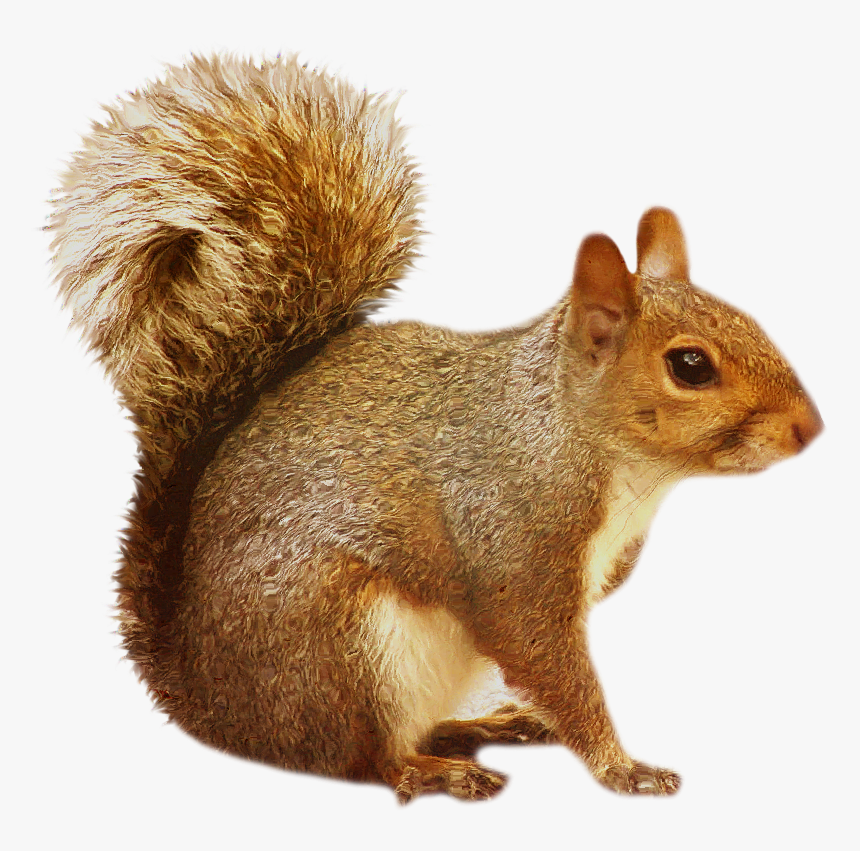 Squirrel Png - Transparent Background Squirrel Clipart, Png Download, Free Download