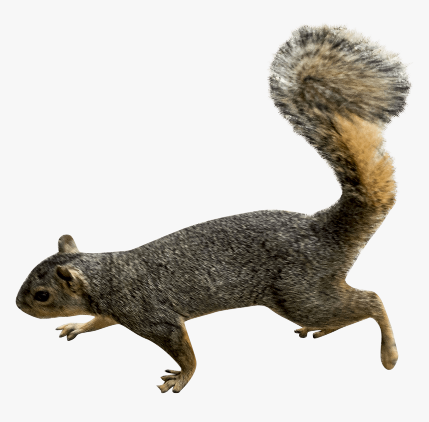 Squirrel Left - Squirrel Png, Transparent Png, Free Download