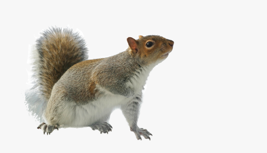 Grey-squirrel - Grey Squirrel Transparent Background, HD Png Download, Free Download