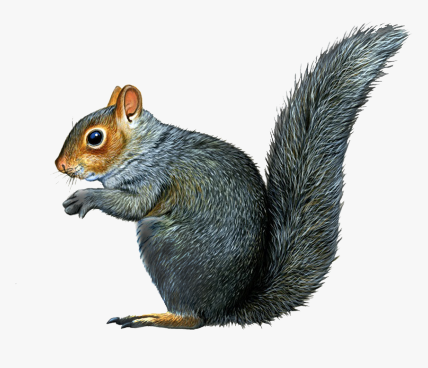 Squirrel Png - Squirrel With No Background, Transparent Png, Free Download