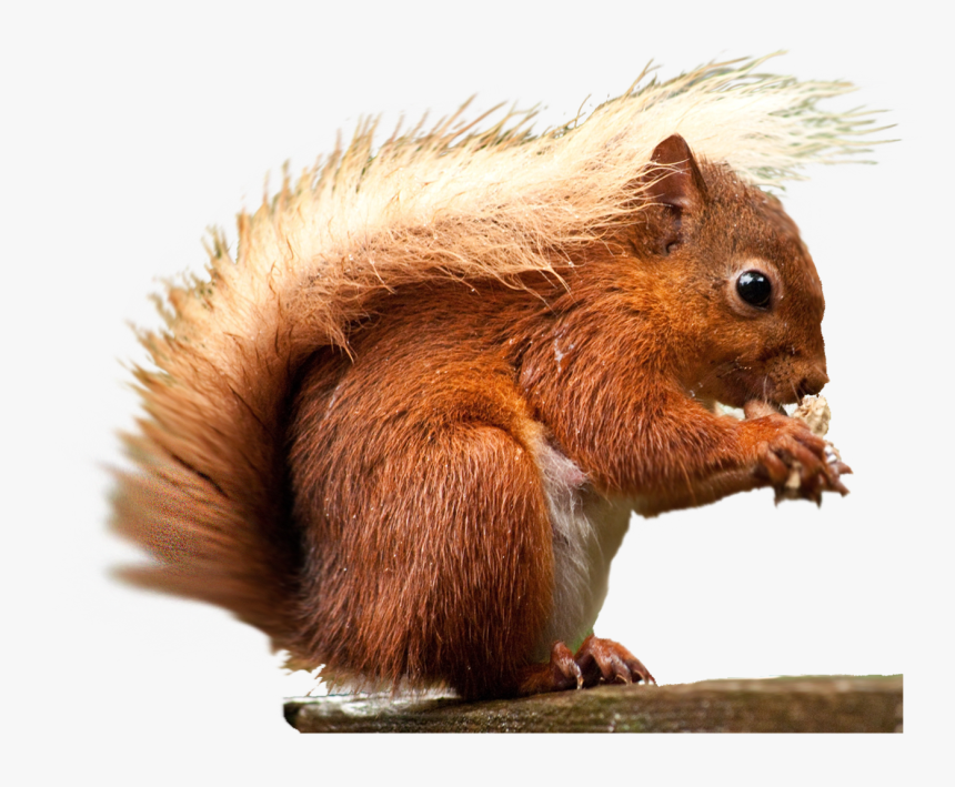 Red Squirrel, HD Png Download, Free Download