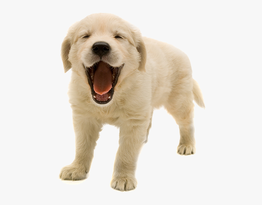 Download Golden Retriever Puppy Png Transparent Image - Golden Retriever Puppy Transparent Background, Png Download, Free Download
