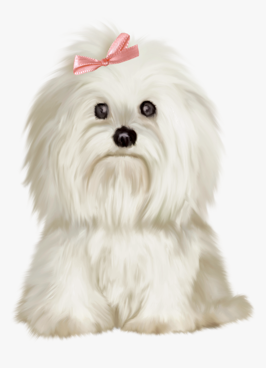 White Shih Tzu Png, Transparent Png, Free Download