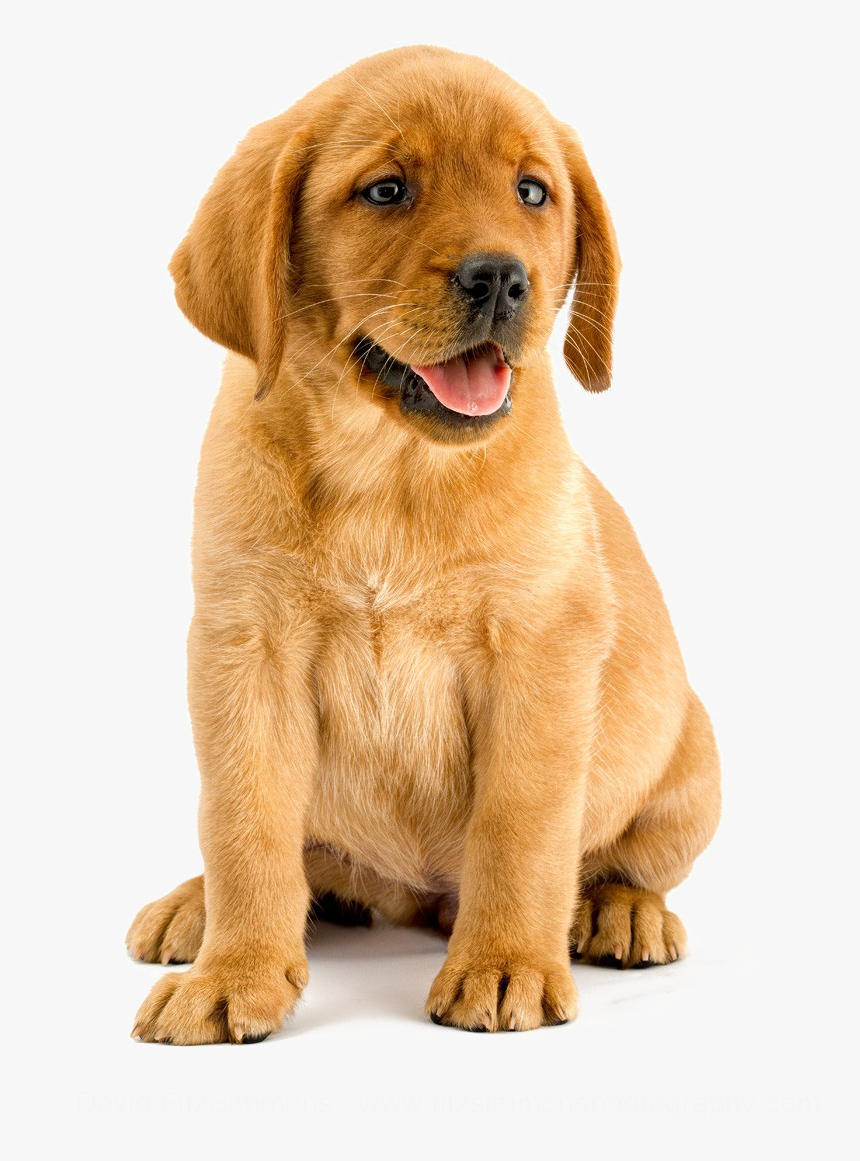 Transparent Labrador Clipart - Transparent Background Lab Puppy Png, Png Download, Free Download