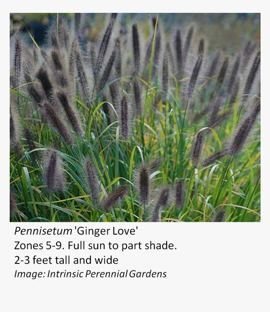 Transparent Tall Grasses Png - Pennisetum Ginger Love, Png Download, Free Download