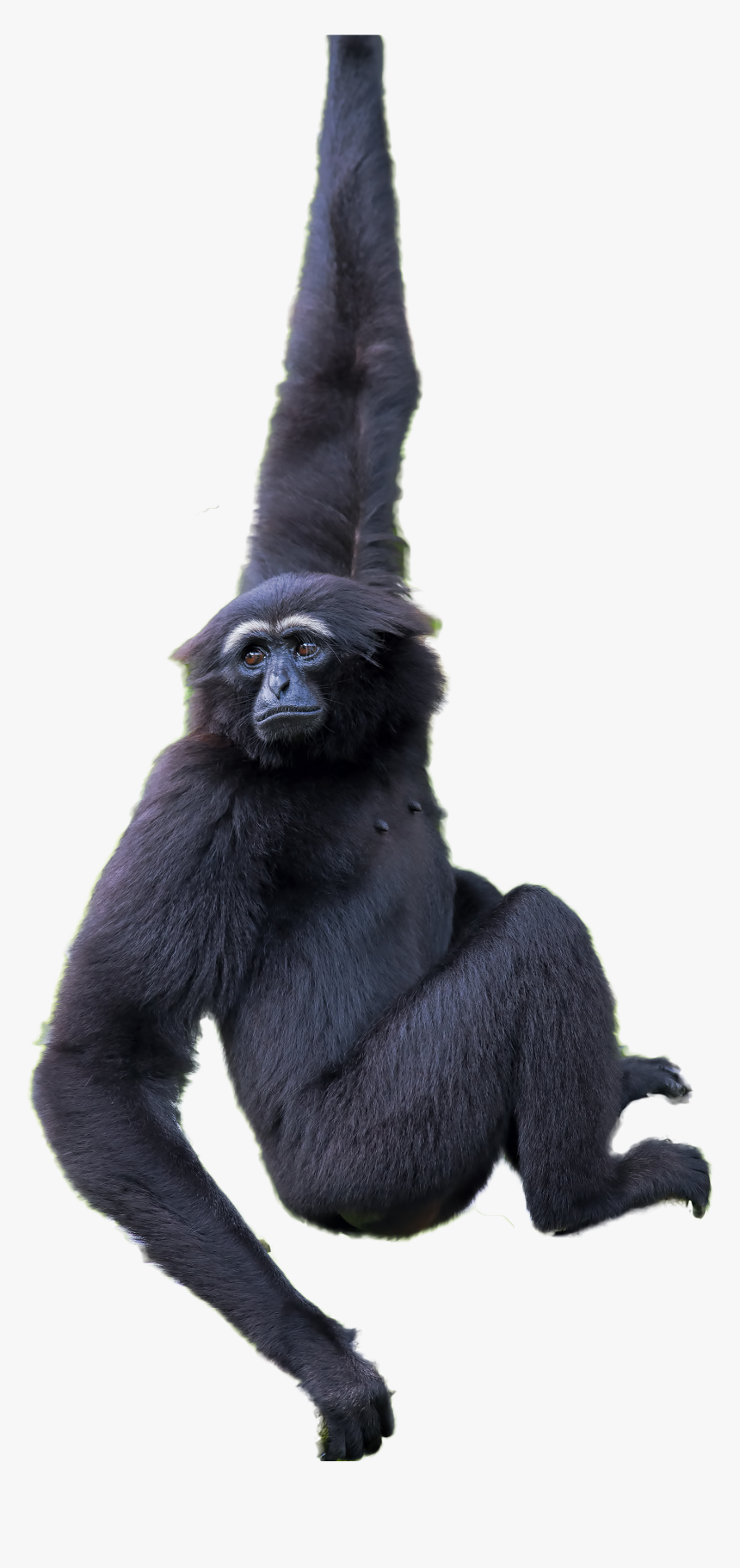 Gorilla Png, Transparent Png, Free Download