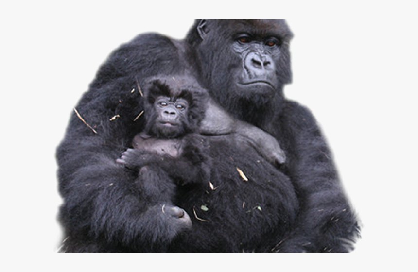 Gorilla Png Transparent Images - Mountain Gorilla Png, Png Download, Free Download