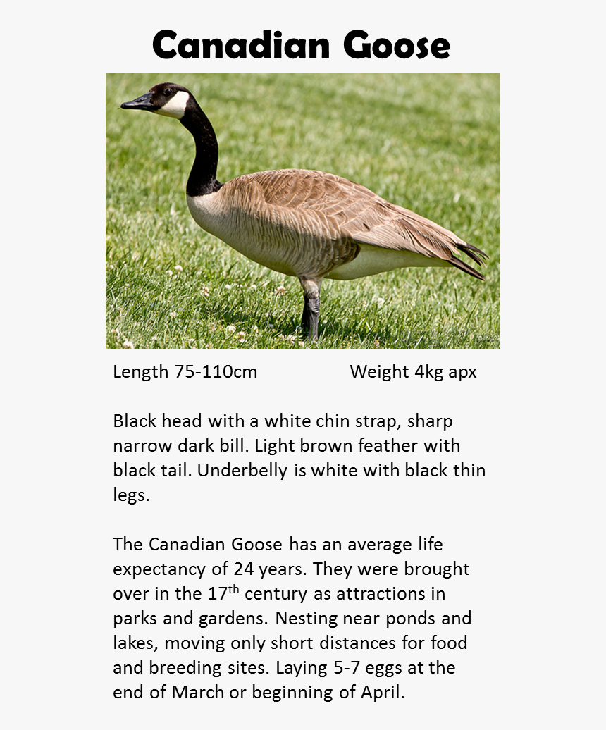 Canada Goose Victoria Bc, HD Png Download, Free Download