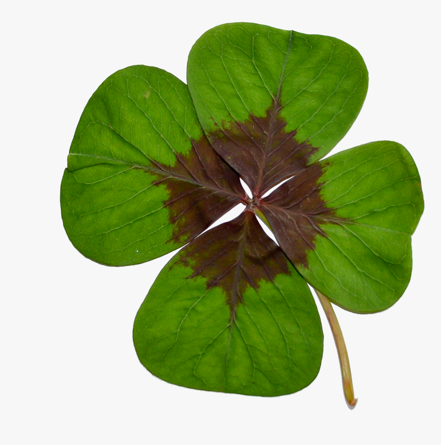 Four-leaf Clover Luck Green Free Picture - Kreslený Čtyřlístek Pro Štěstí, HD Png Download, Free Download