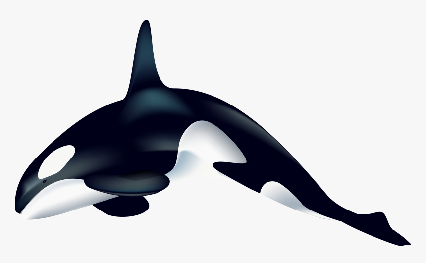 Killer Whale Png - Transparent Killer Whale Clipart, Png Download, Free Download