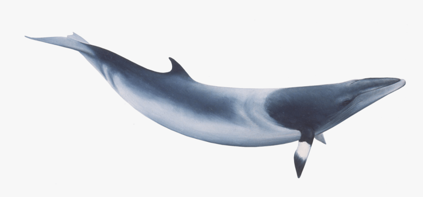 Whale Png Image Transparent - Whales, Png Download, Free Download