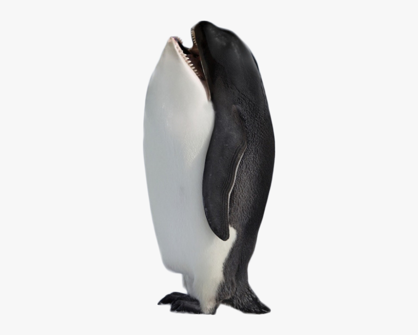 Hybrid Penguin Killer Whale Png Image - Won T Hurt You Meme, Transparent Png, Free Download