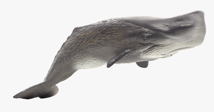 Sperm Whale , Png Download - Sperm Whale Png, Transparent Png, Free Download