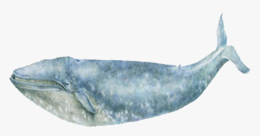 Blue Whale Sea Ocean - Grey Whale, HD Png Download, Free Download