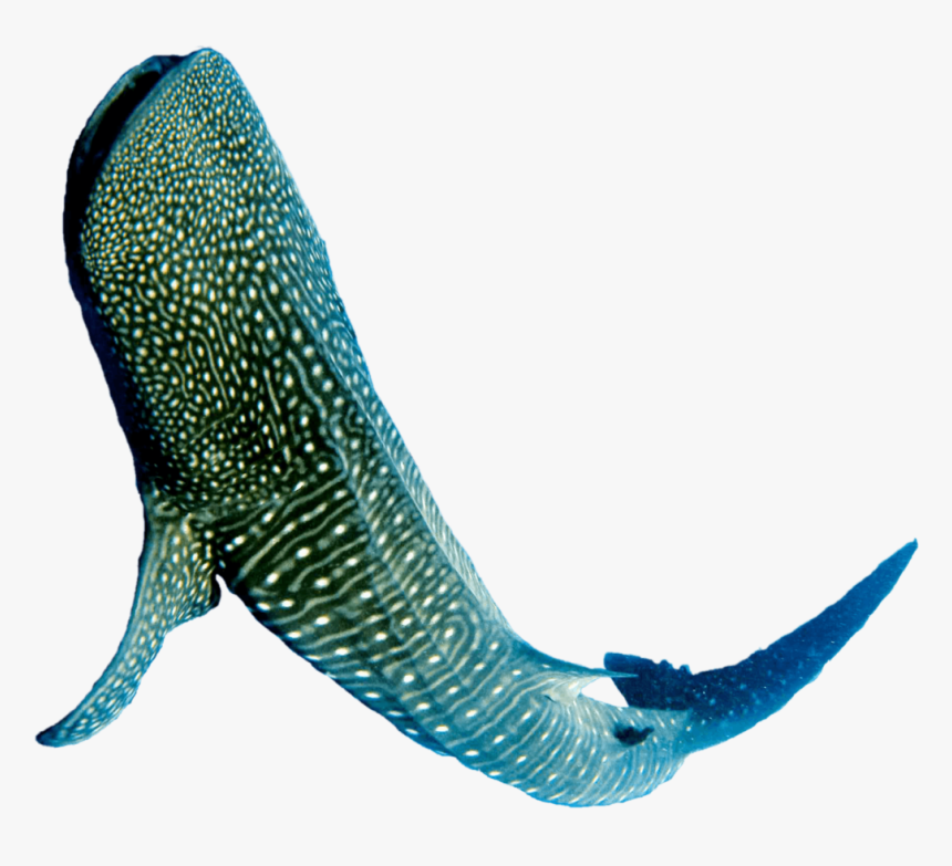 Whale Shark Png, Transparent Png, Free Download