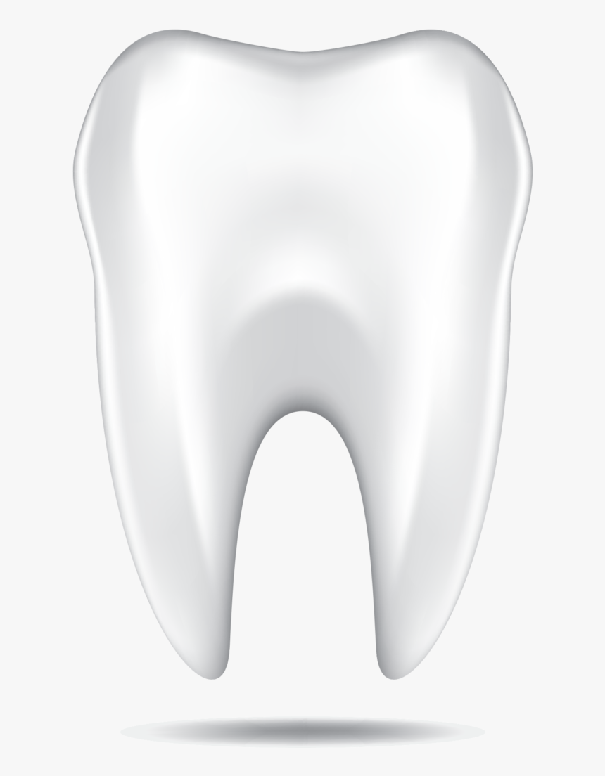 Tooth Model Stone Mountain, Ga - White Transparent Tooth, HD Png Download, Free Download
